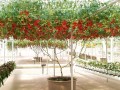 TOMATE ARBUSTIVE GIANT TREE